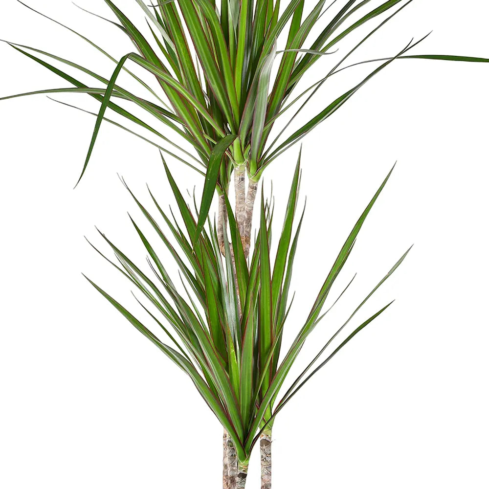 دراسينا مارجيناتا - ارتفاع 120 سم