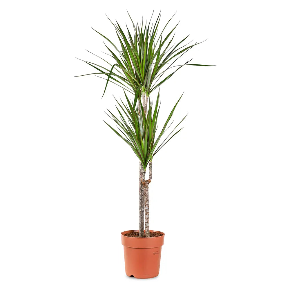 دراسينا مارجيناتا - ارتفاع 120 سم