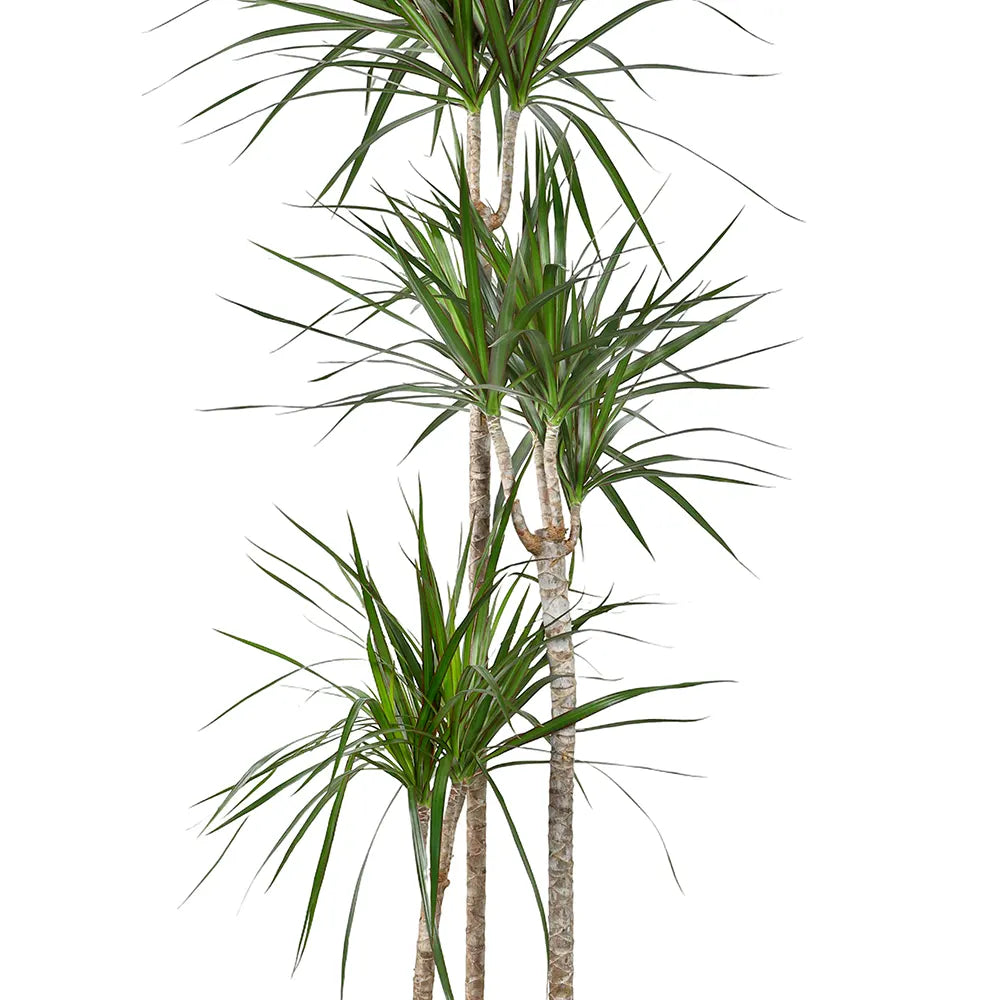 DRACAENA MARGINATA H160
