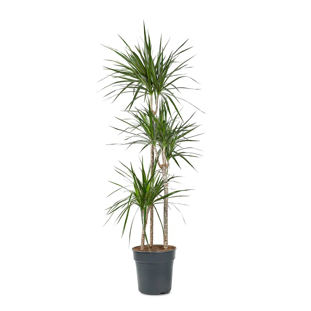 DRACAENA MARGINATA H160