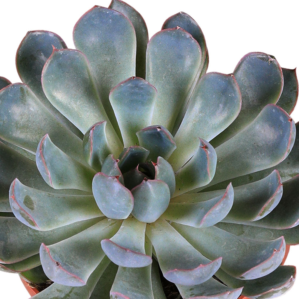 ECHEVERIA PULIDONIS PELUCIDA H15  إشفيريا