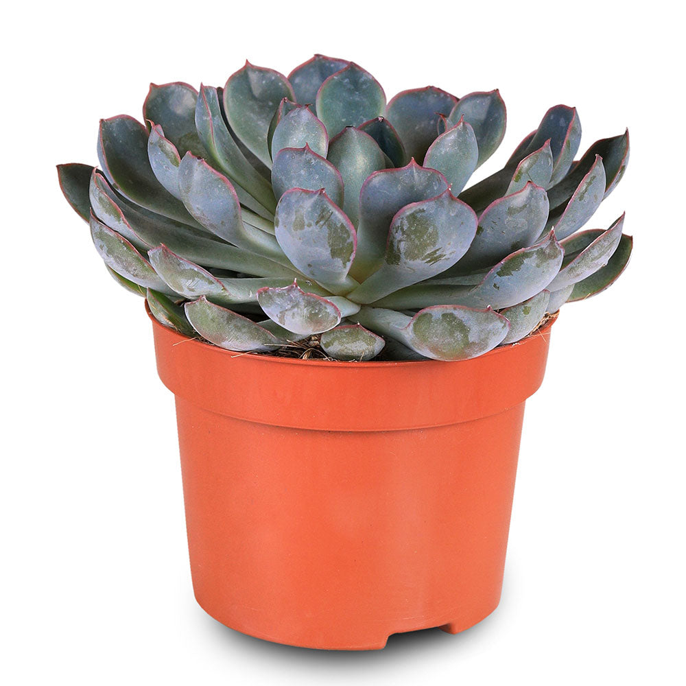 ECHEVERIA PULIDONIS PELUCIDA H15  إشفيريا