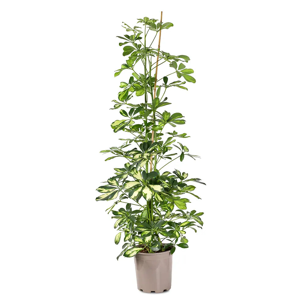 SCHEFFLERA ARBORICOLA GOLD CAPELLA H120 cms- شيفليرا أربوريكولا جولد كابيلا