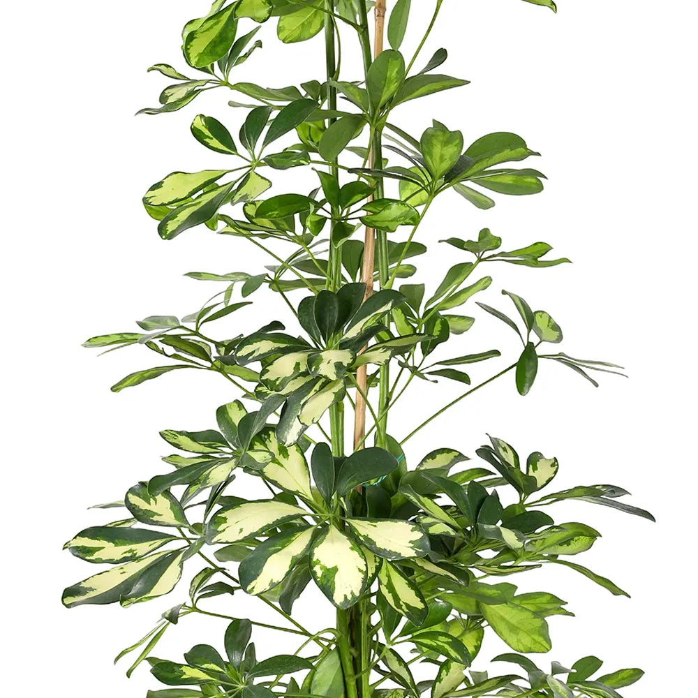 شيفليرا أربوريكولا كومباكتا - ارتفاع 140 سم