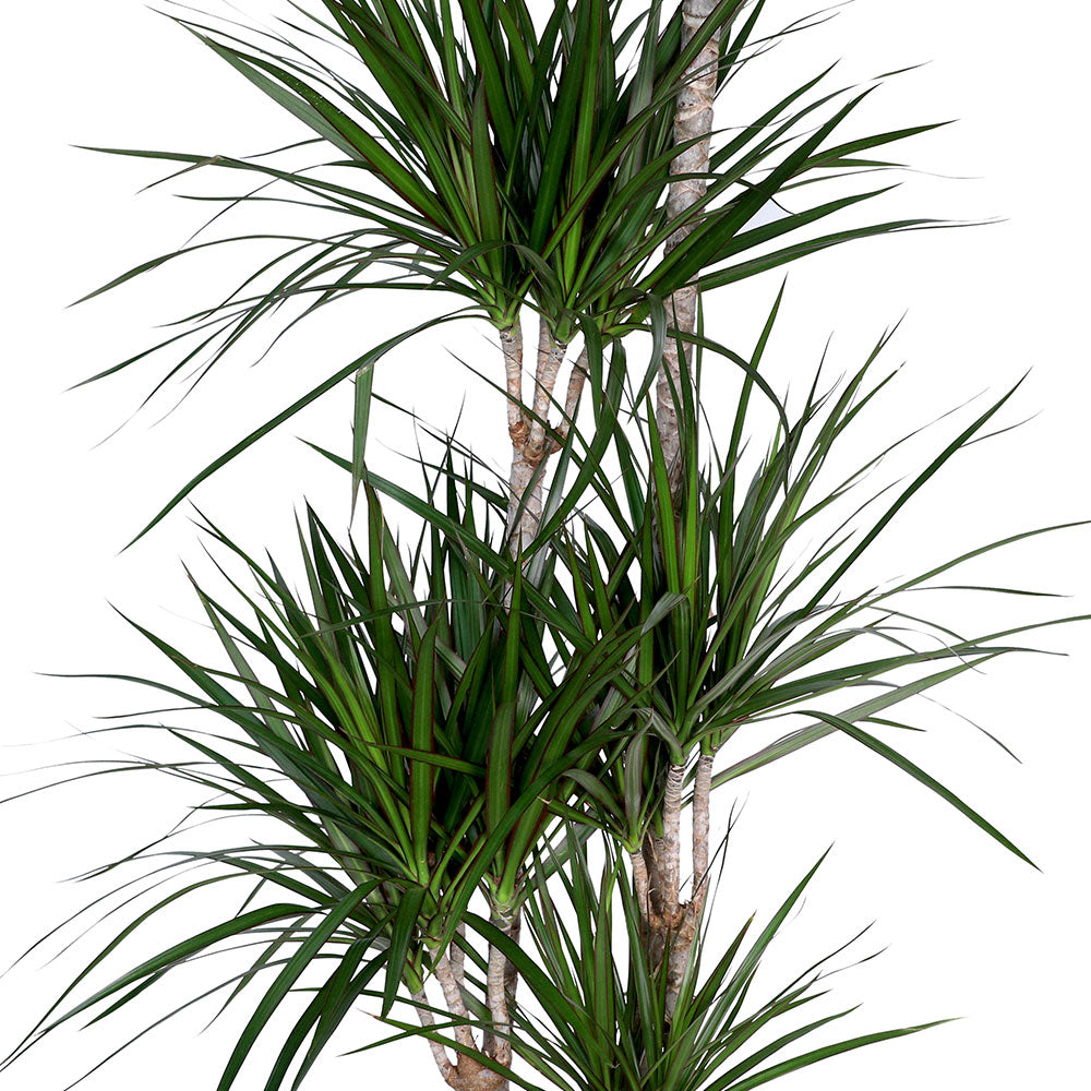 DRACAENA MARGINATA - نبات دراسينا مارجيناتا