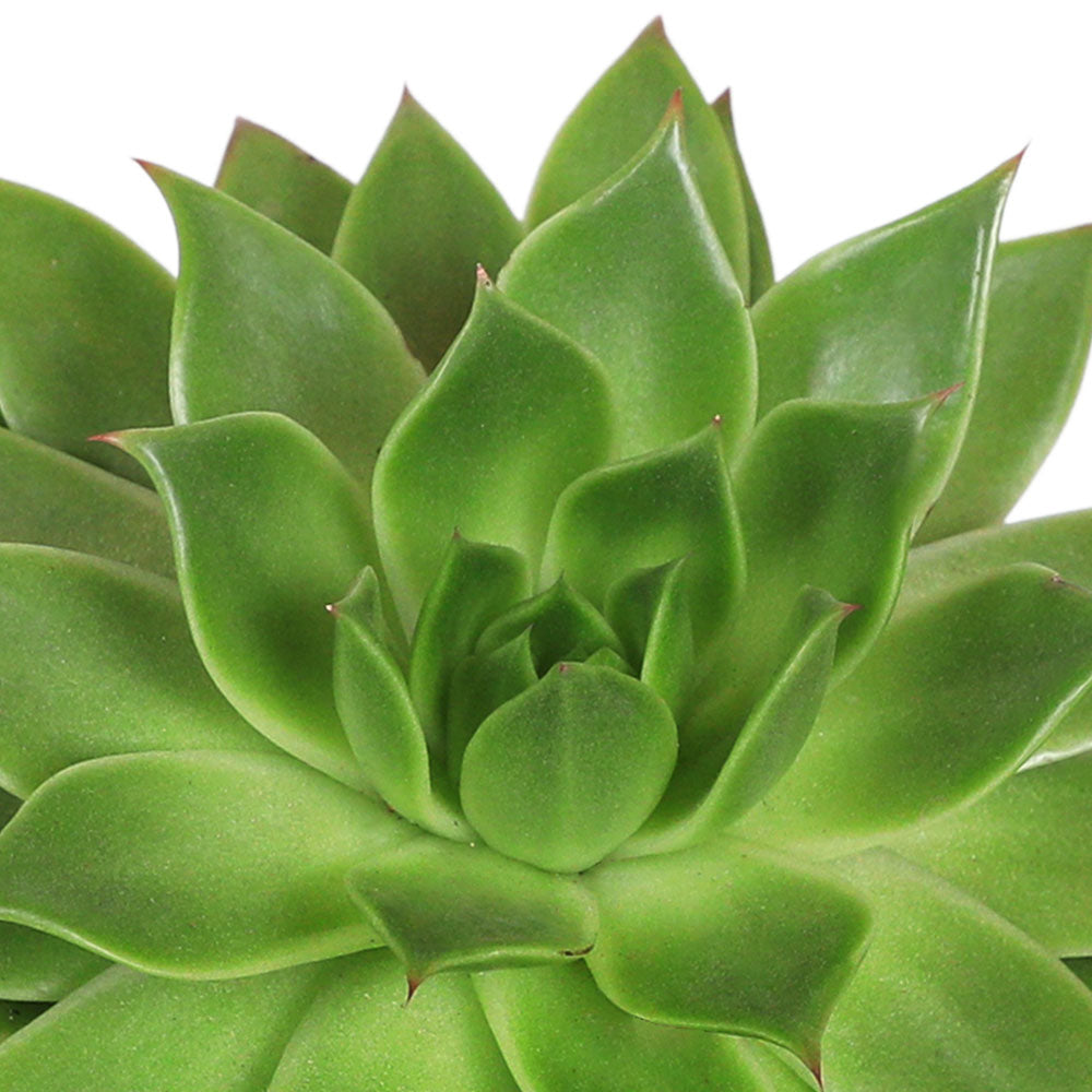 ECHEVERIA MIRINDA MIXED H10  إشفيريا