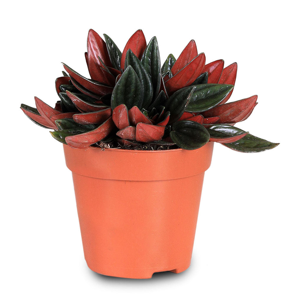 PEPEROMIA ARGYREIA ROSSO H20 بيبيروميا