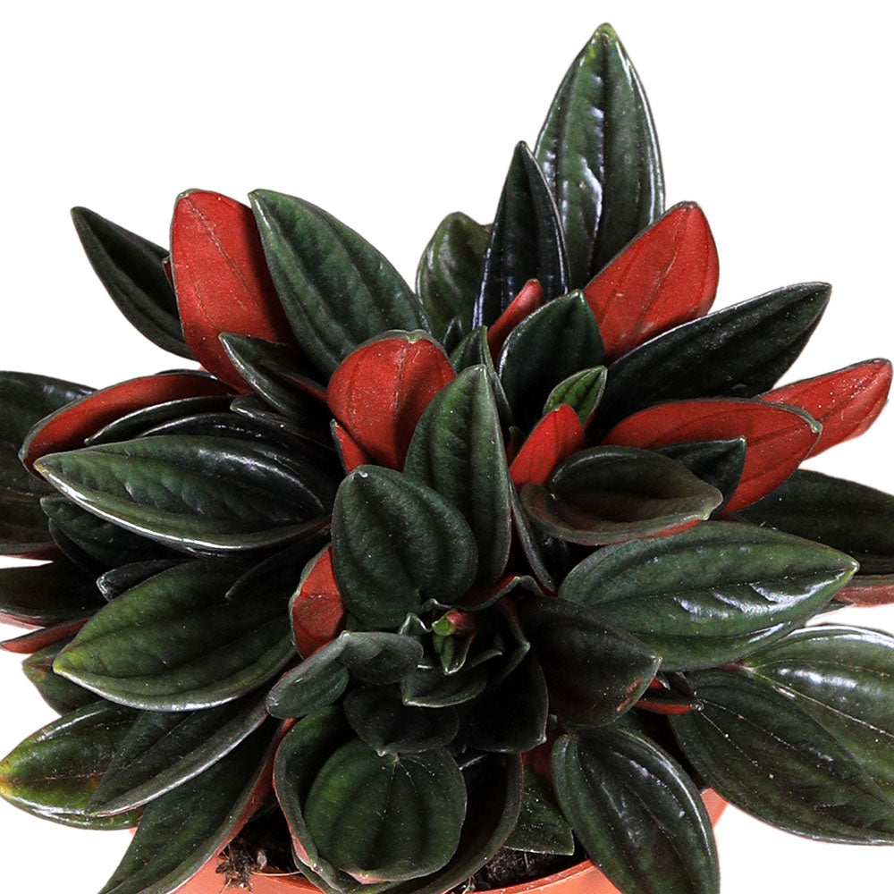 PEPEROMIA ARGYREIA ROSSO H20 بيبيروميا