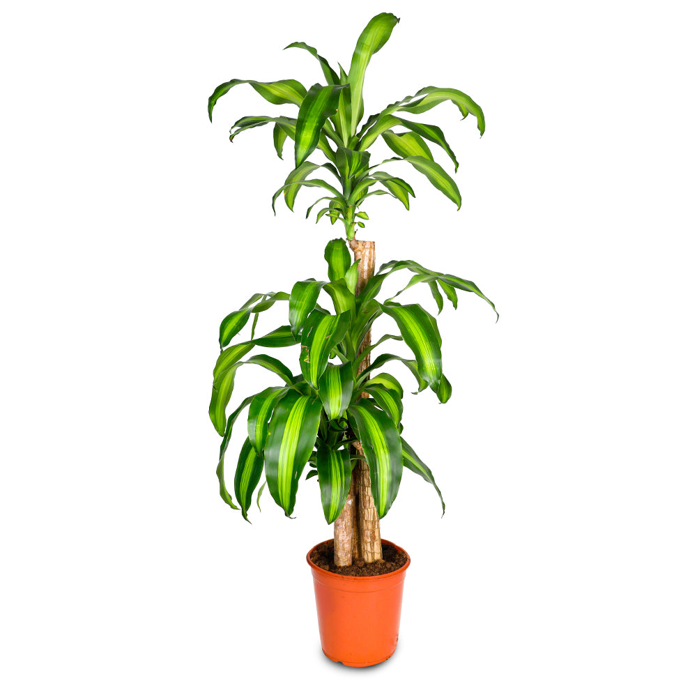 DRACAENA MASSANGEANA FRAGANS دراسينا ماسنجانا فراغرنس