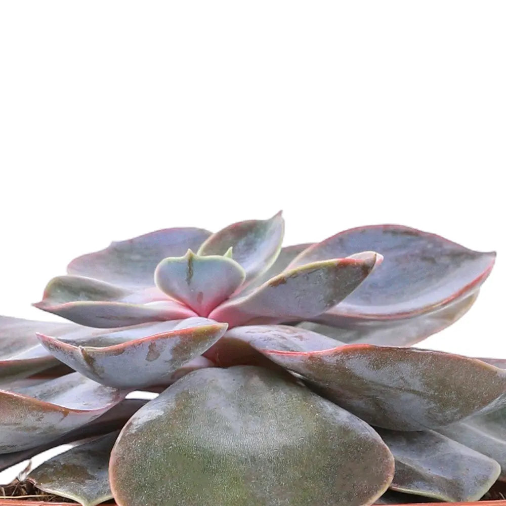 ECHEVERIA PERLE H15