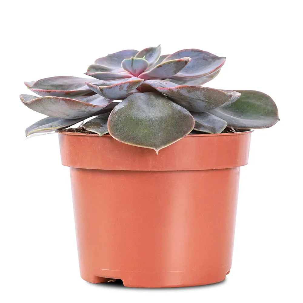 ECHEVERIA PERLE H15