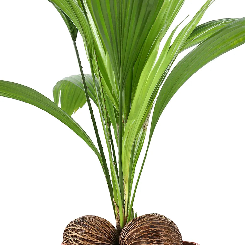LIVISTONA ROTUNDIFOLIA H55