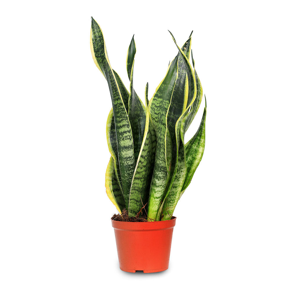 SANSEVIERIA TRIF LAURENTII H40-60 CM - نبات سانسفيريا