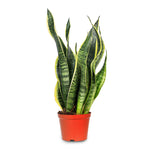 SANSEVIERIA TRIF LAURENTII H40-60 CM - نبات سانسفيريا