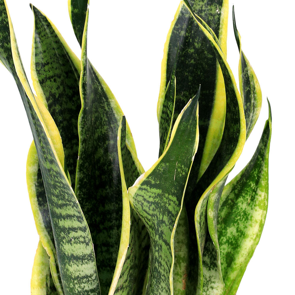 SANSEVIERIA TRIF LAURENTII H40-60 CM - نبات سانسفيريا
