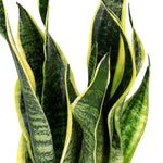 SANSEVIERIA TRIF LAURENTII H40-60 CM - نبات سانسفيريا