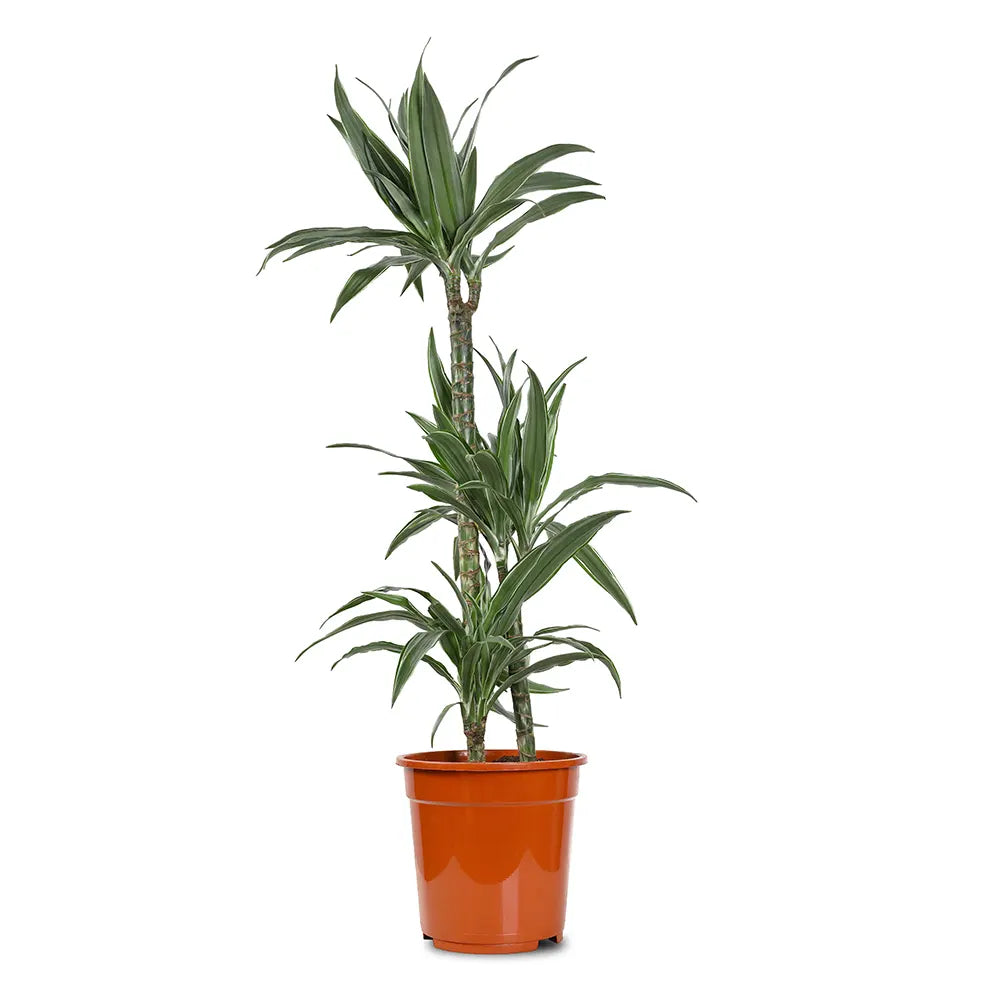 DRACAENA FR DER WHITE STRIPE H140