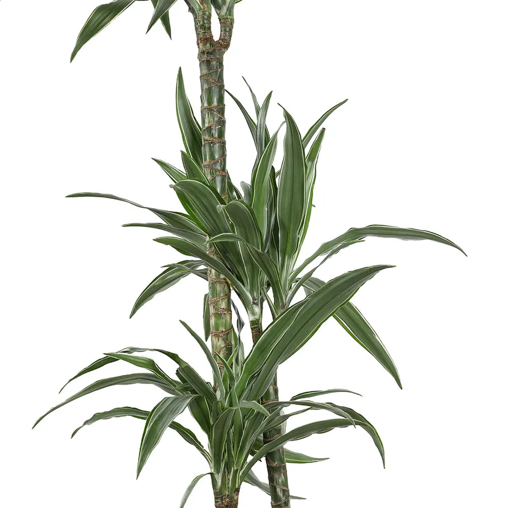 DRACAENA FR DER WHITE STRIPE H140