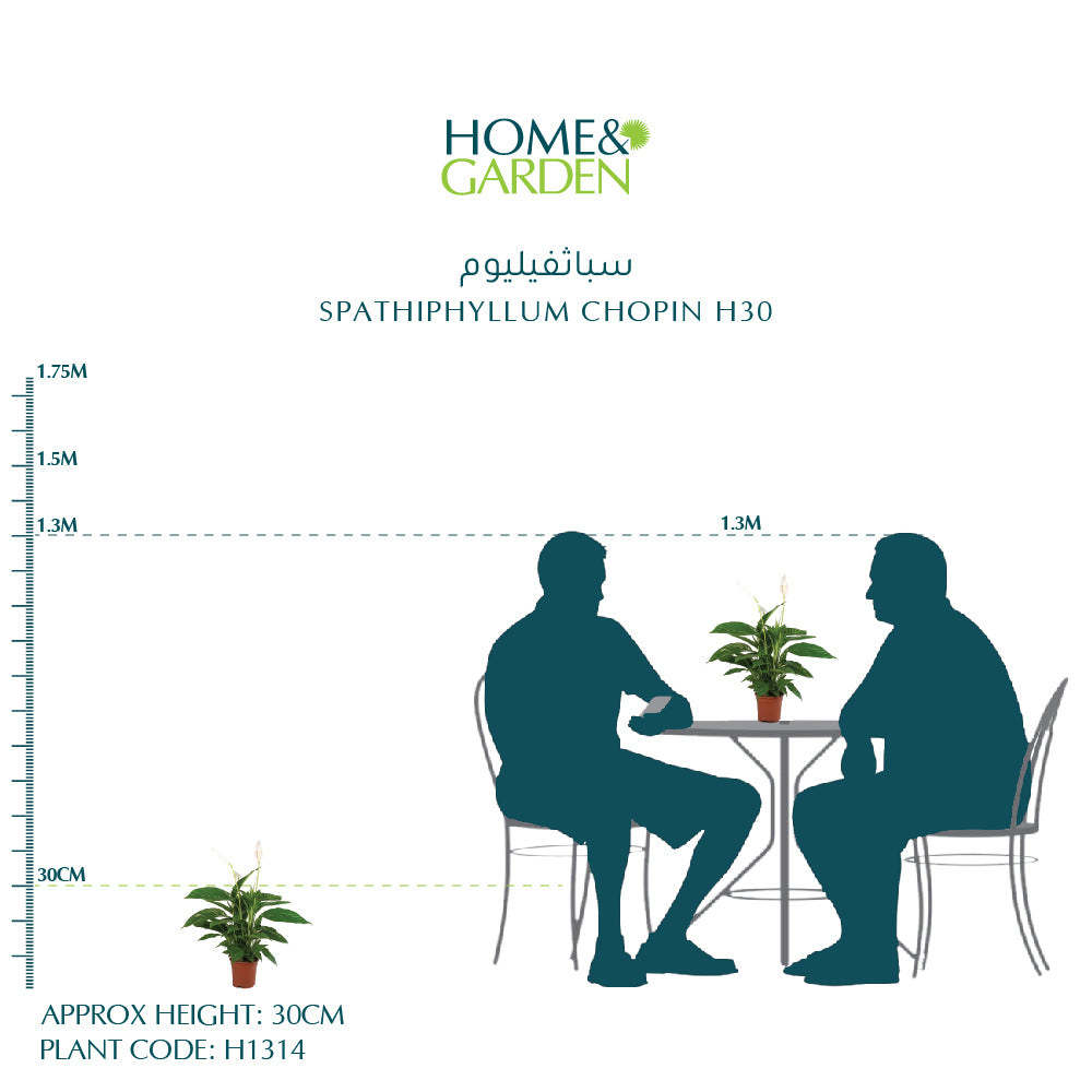 SPATHIPHYLLUM CHOPIN H30 سباثفيليوم