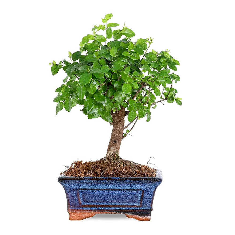 بونساي مع حوض - ارتفاع 30 سم