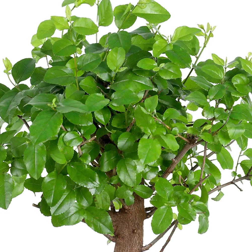 بونساي مع حوض - ارتفاع 30 سم