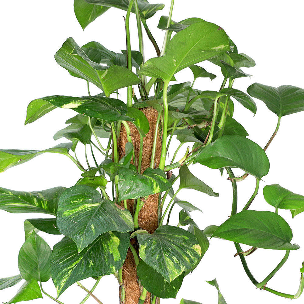 EPIPREMNUM PINNATUM MOSSTICK CUTTING H120 نبات البوتس