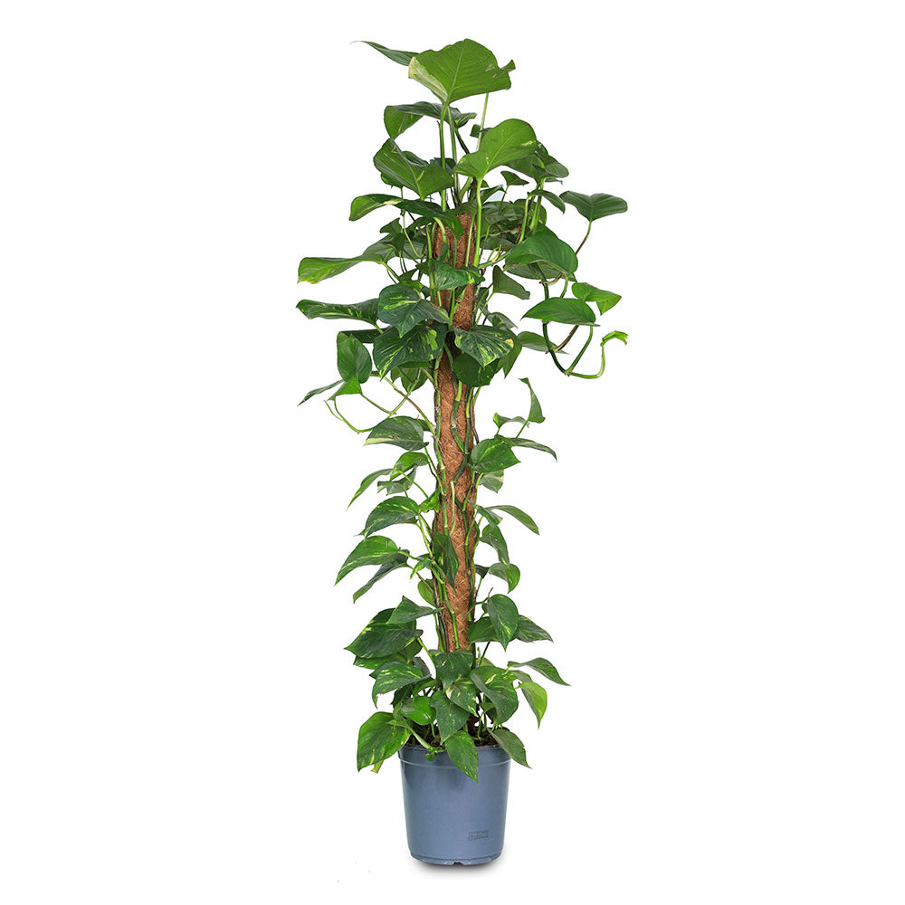 EPIPREMNUM PINNATUM MOSSTICK CUTTING H120 نبات البوتس