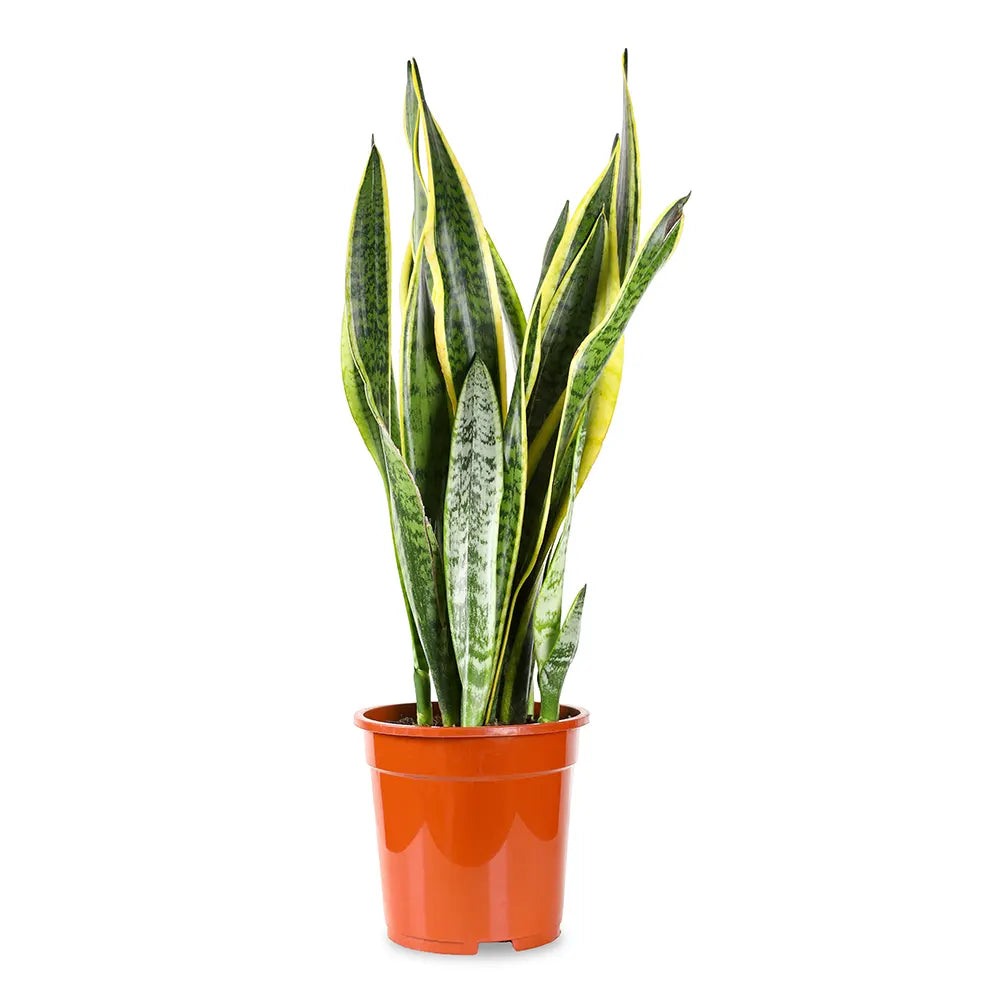 سانسفيريا تريف لورينتي - ارتفاع 75 سم