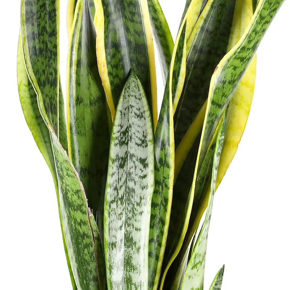 سانسفيريا تريف لورينتي - ارتفاع 75 سم