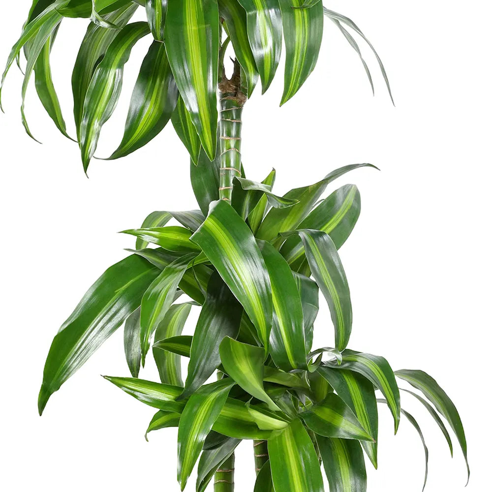 DRACAENA FR HAWAIIAN SUNSHINE H100