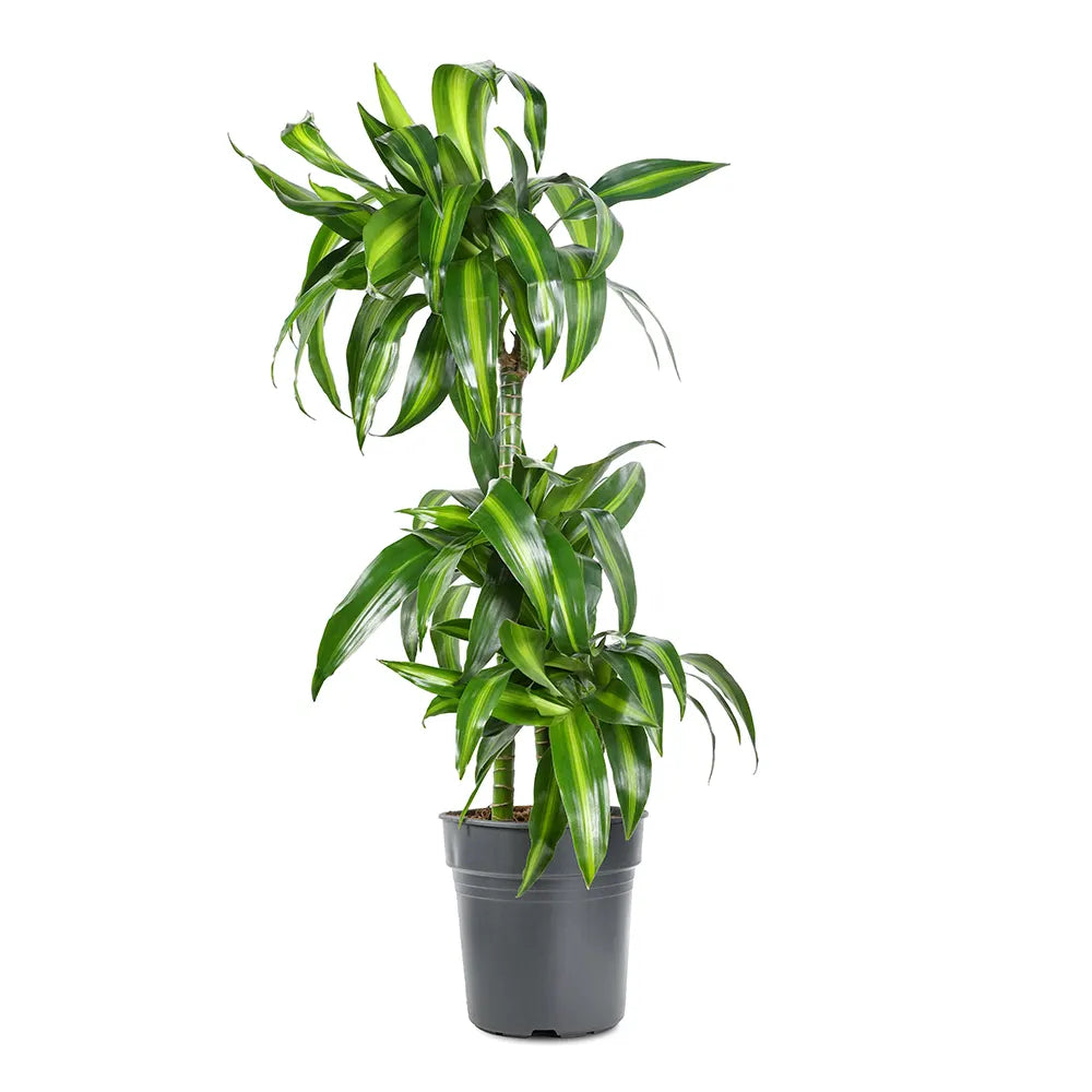 DRACAENA FR HAWAIIAN SUNSHINE H100