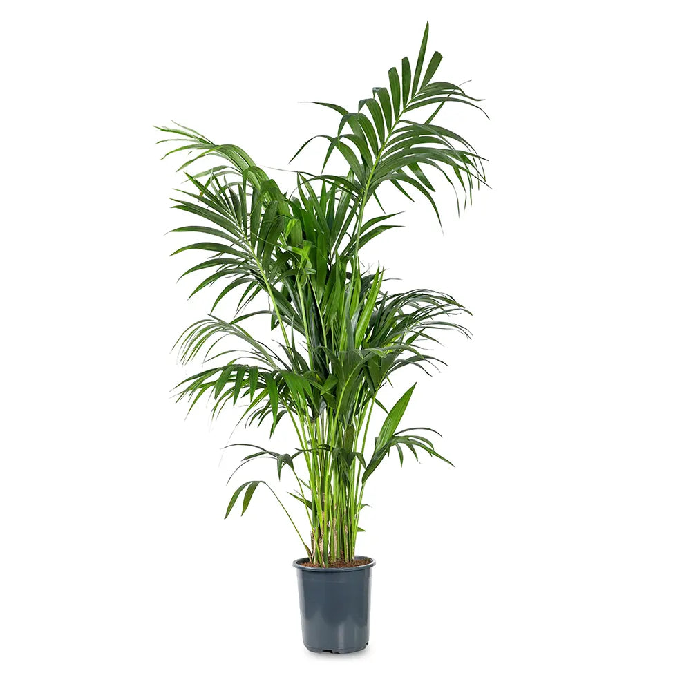 HOWEA FORTERIANA (KENTIA) H160