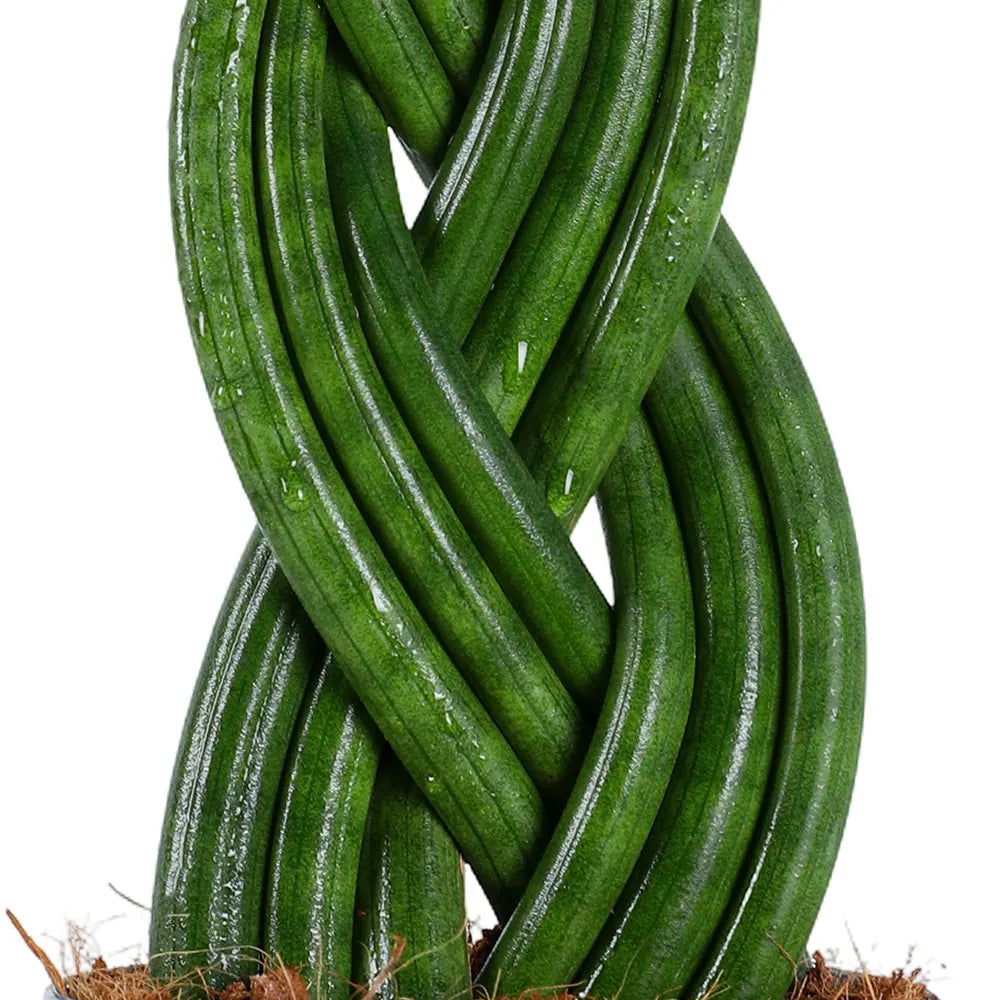 SANSEVIERIA CYLINDRICA TIWIST H35