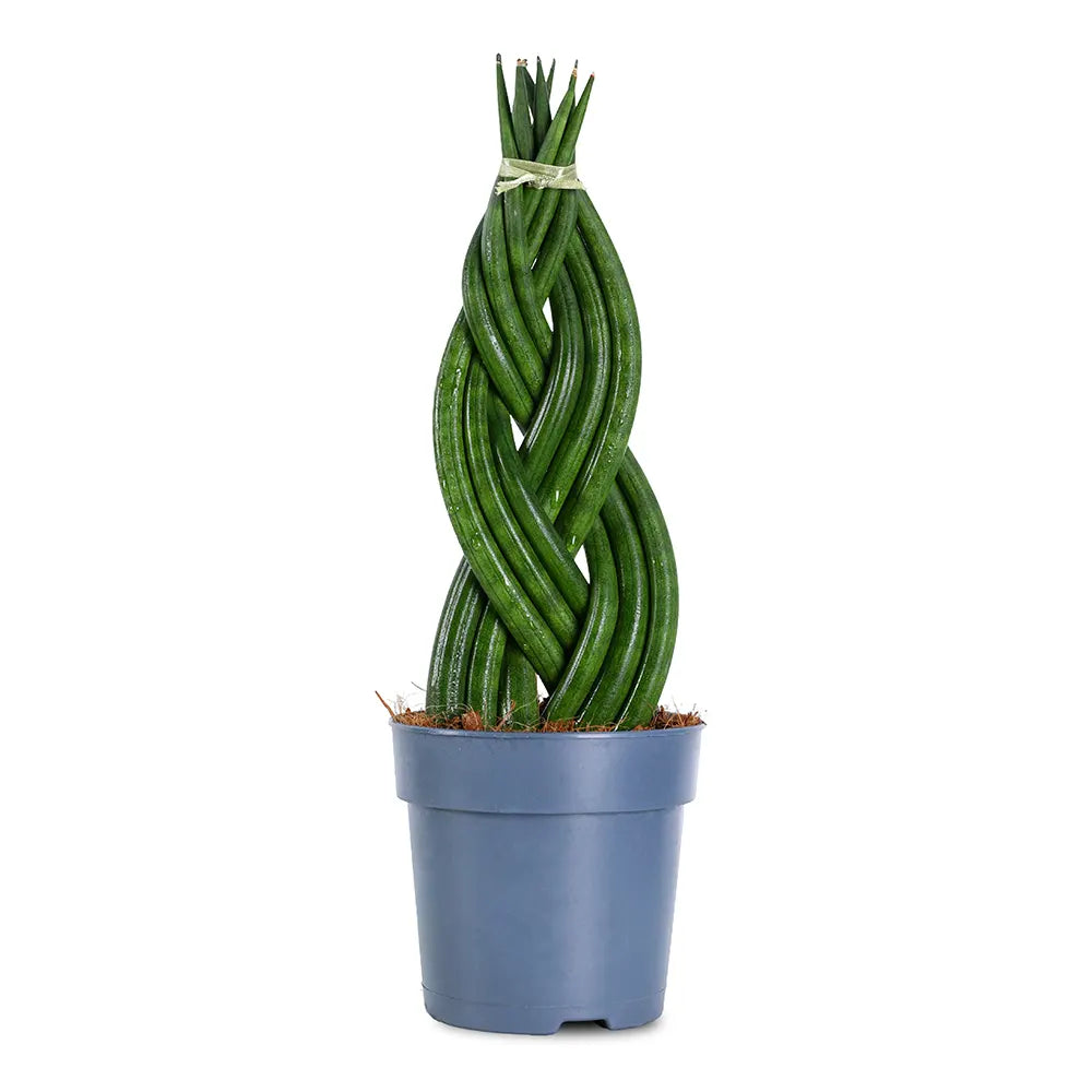 SANSEVIERIA CYLINDRICA TIWIST H35