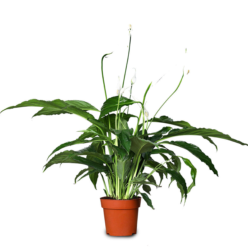 SPATHIPHYLLUM SWEET CHICO  نبات سباثيفيلوم