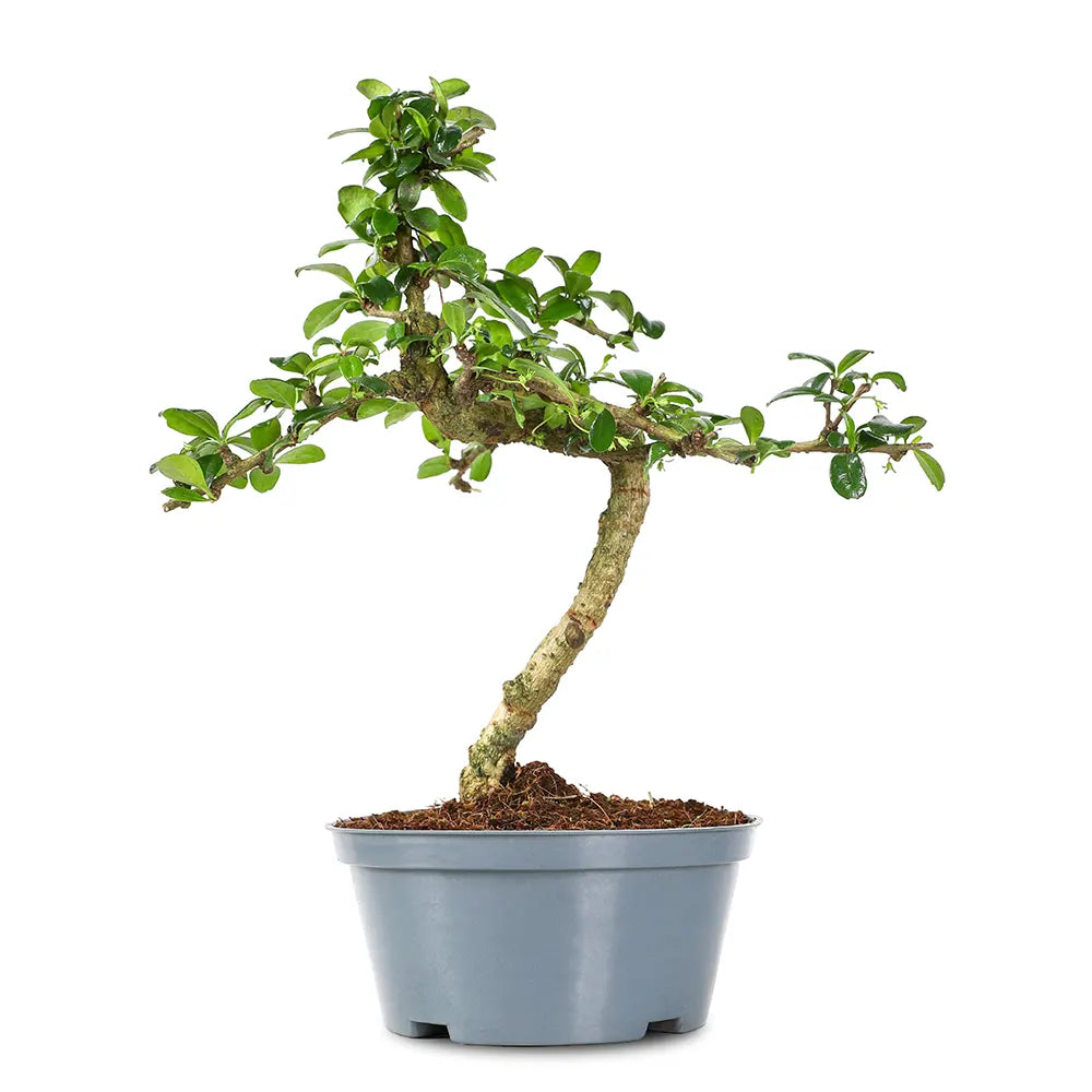 BONSAI MIXED H30 - بونساي
