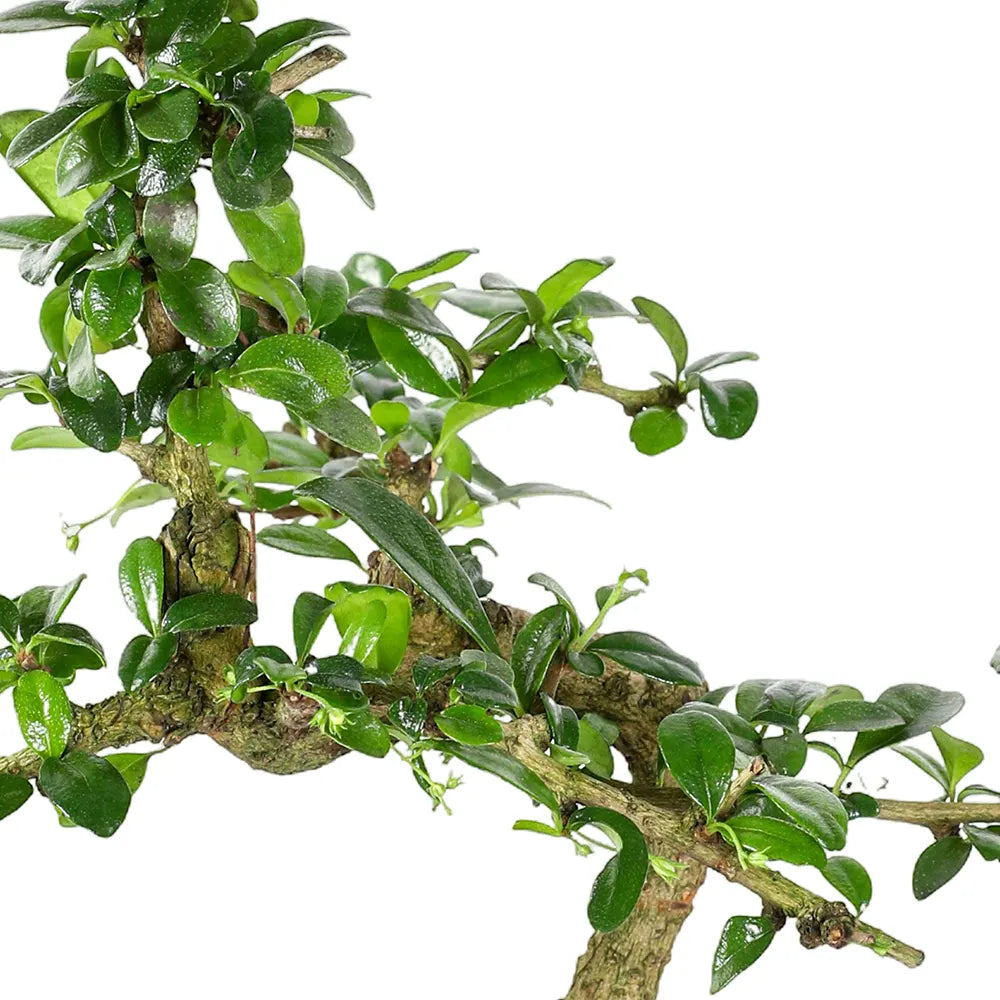 BONSAI MIXED H30 - بونساي