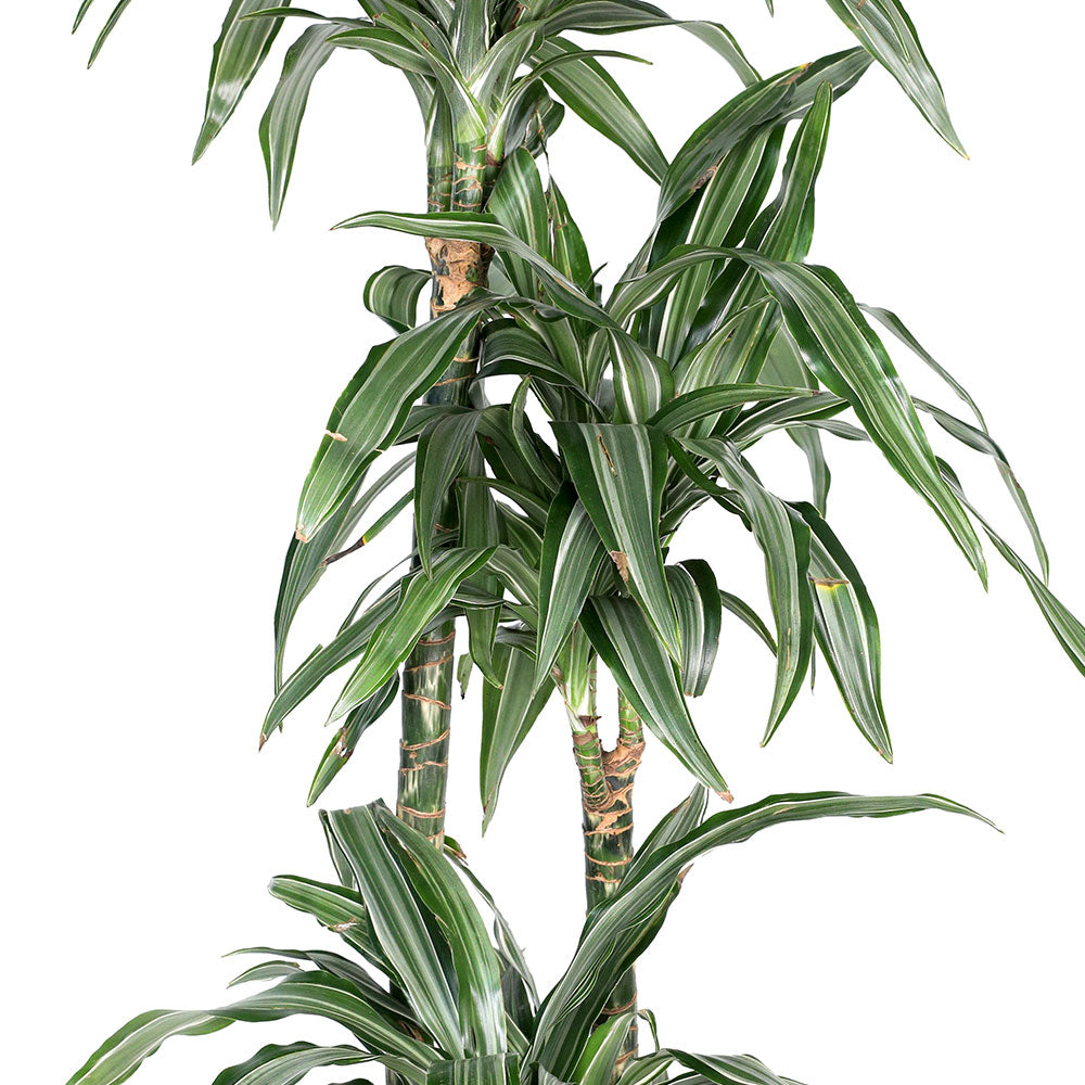 DRACAENA DER ULISES 90-60-30  دراسينا درمنسيس