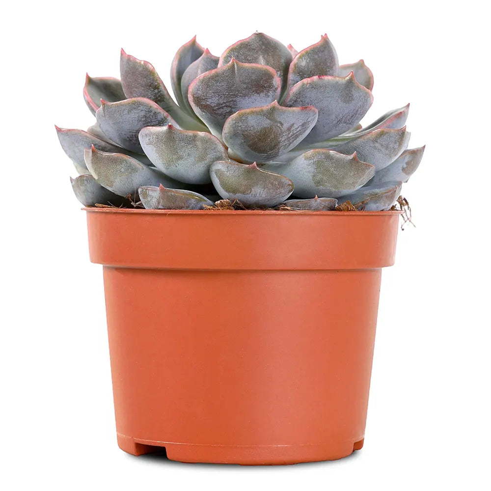 ECHEVERIA MIXED NEW VARIETES H25