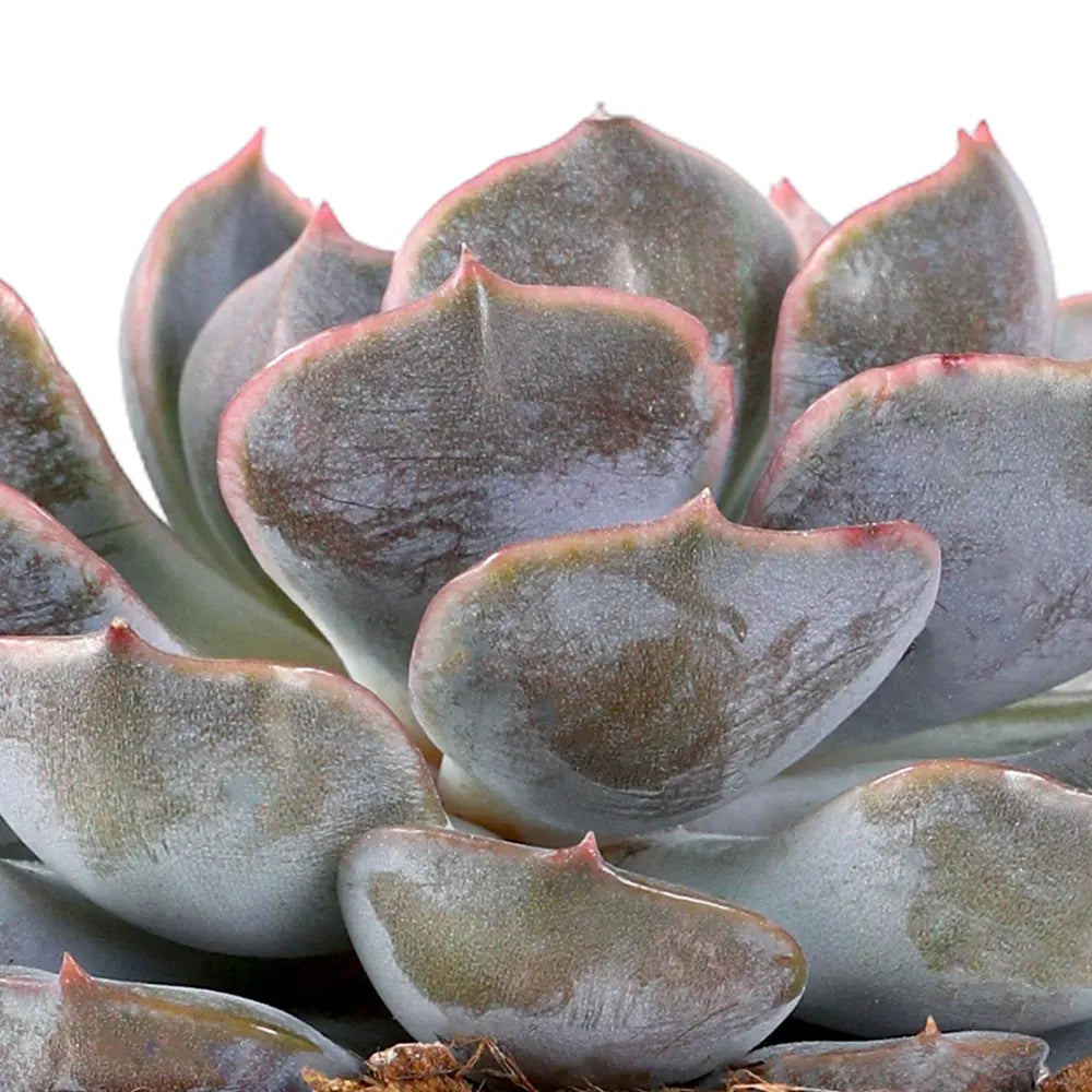ECHEVERIA MIXED NEW VARIETES H25
