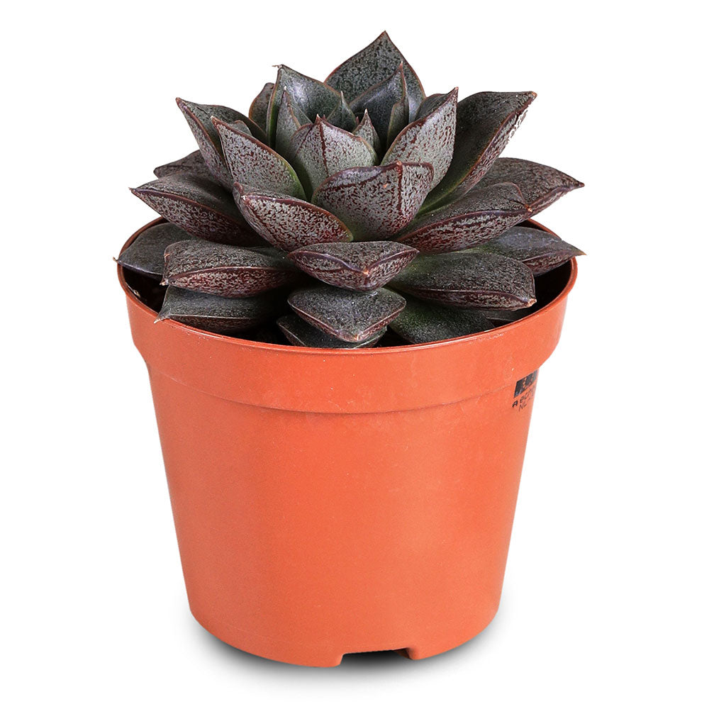 ECHEVERIA PURPOSORUM H12 إشفيريا