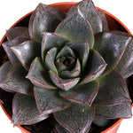 ECHEVERIA PURPOSORUM H12 إشفيريا