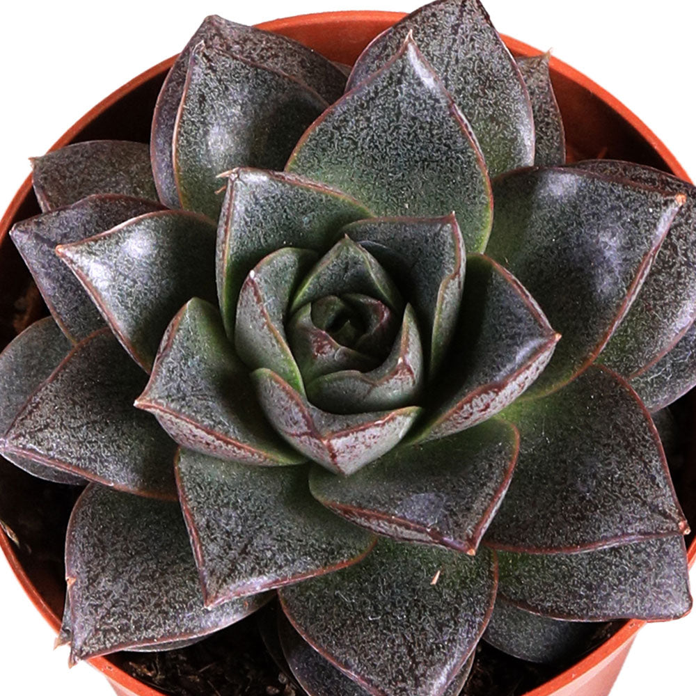 ECHEVERIA PURPOSORUM H12 إشفيريا