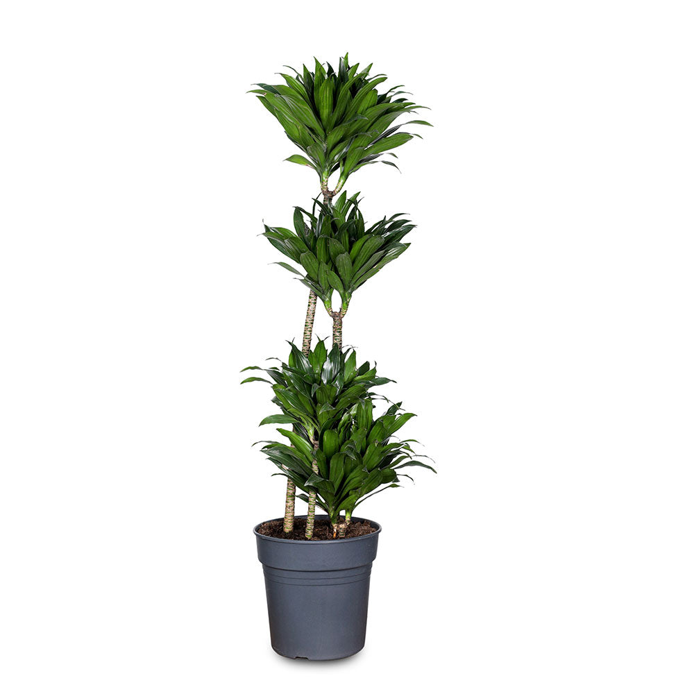 DRACAENA FRAGRANS COMPACTA - دراسينا كومباكتا