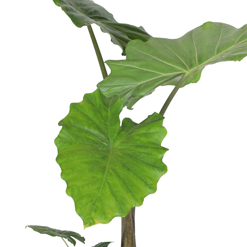 ALOCASIA MACRORRHIZA H60 الوكاسيا ماكرورايزا