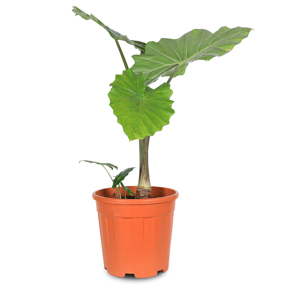 ALOCASIA MACRORRHIZA H60 الوكاسيا ماكرورايزا