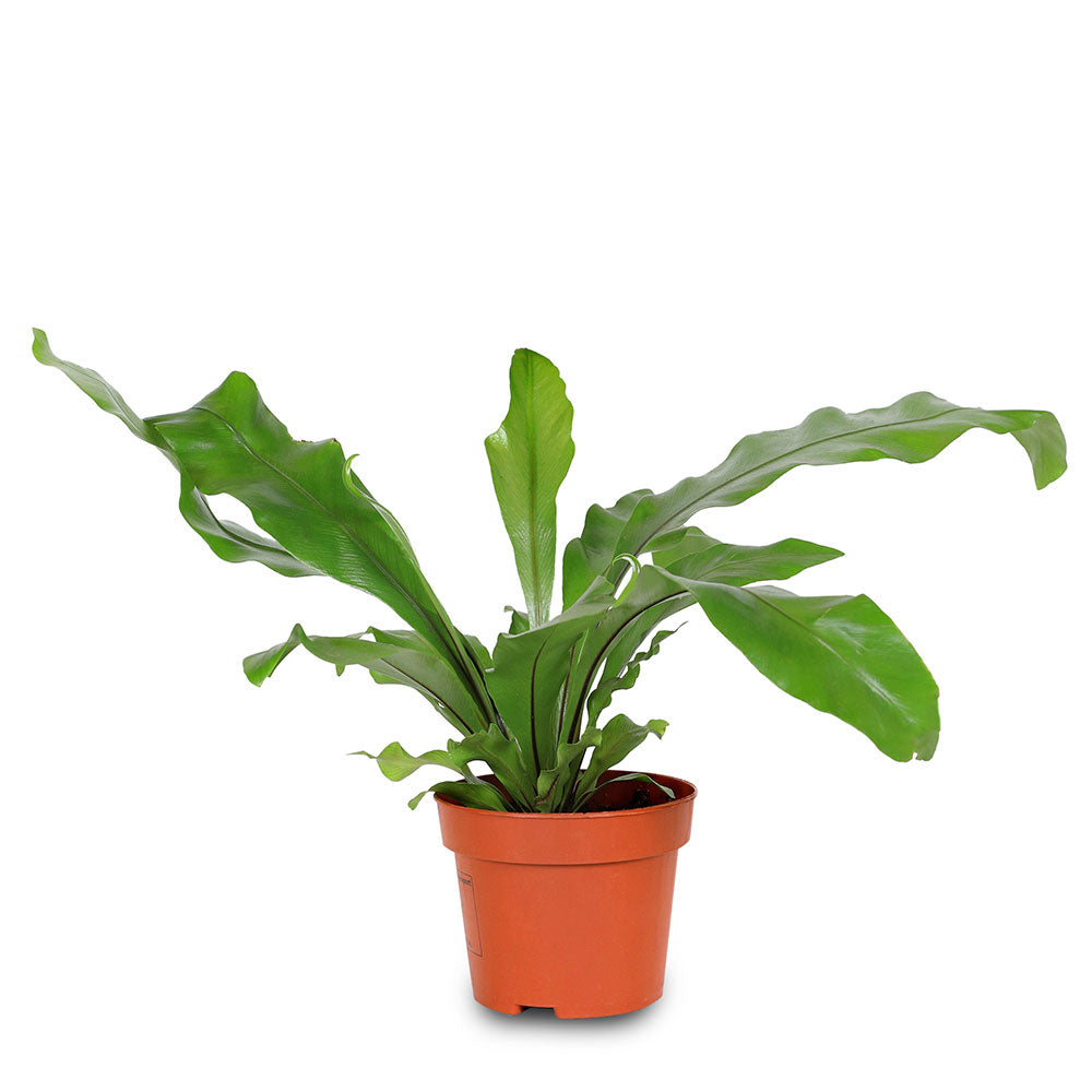 ASPLENIUM ANT CRISSIE H30cm  أسبلنيوم أنتي كريسي