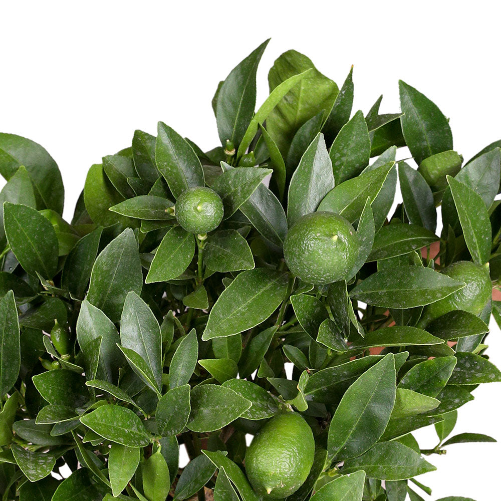 CITROFORTUNELLA X MICROCARPA CALAMONDIN H55 - كالاموندين