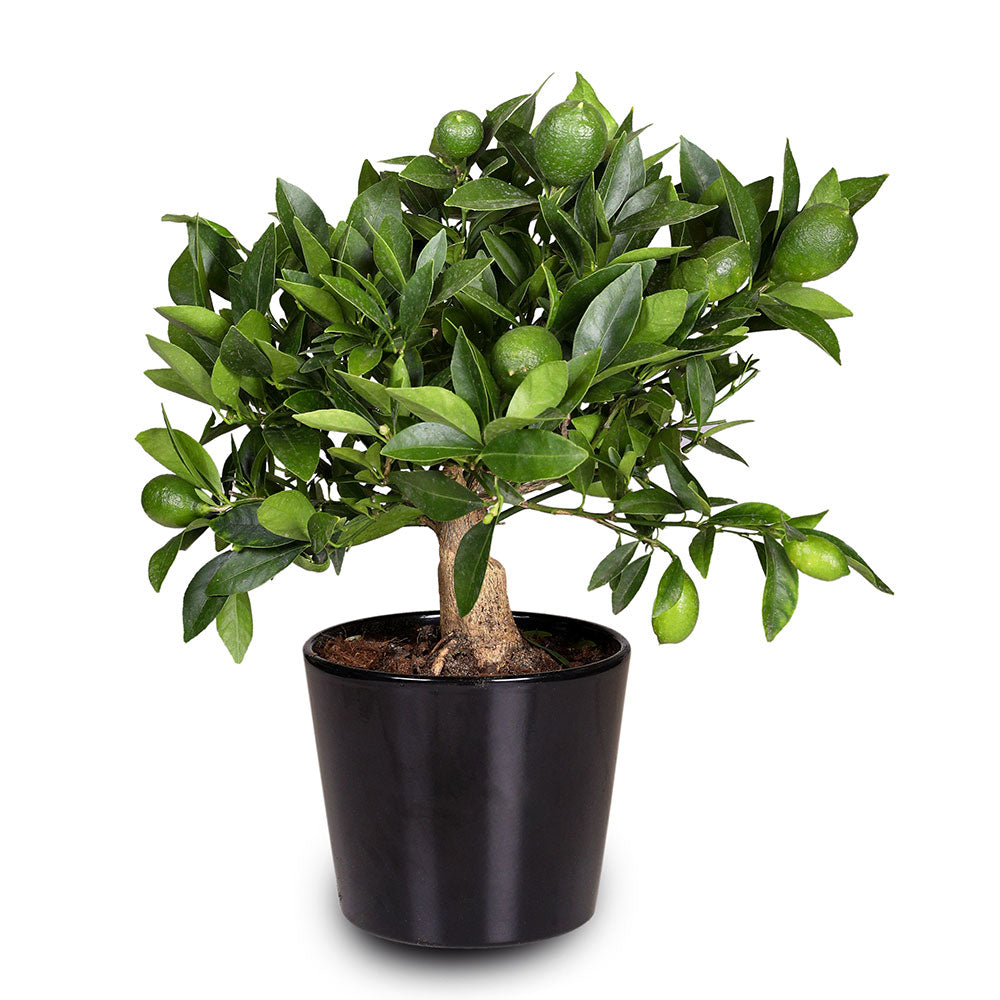 CITROFORTUNELLA X MICROCARPA CALAMONDIN H55 - كالاموندين