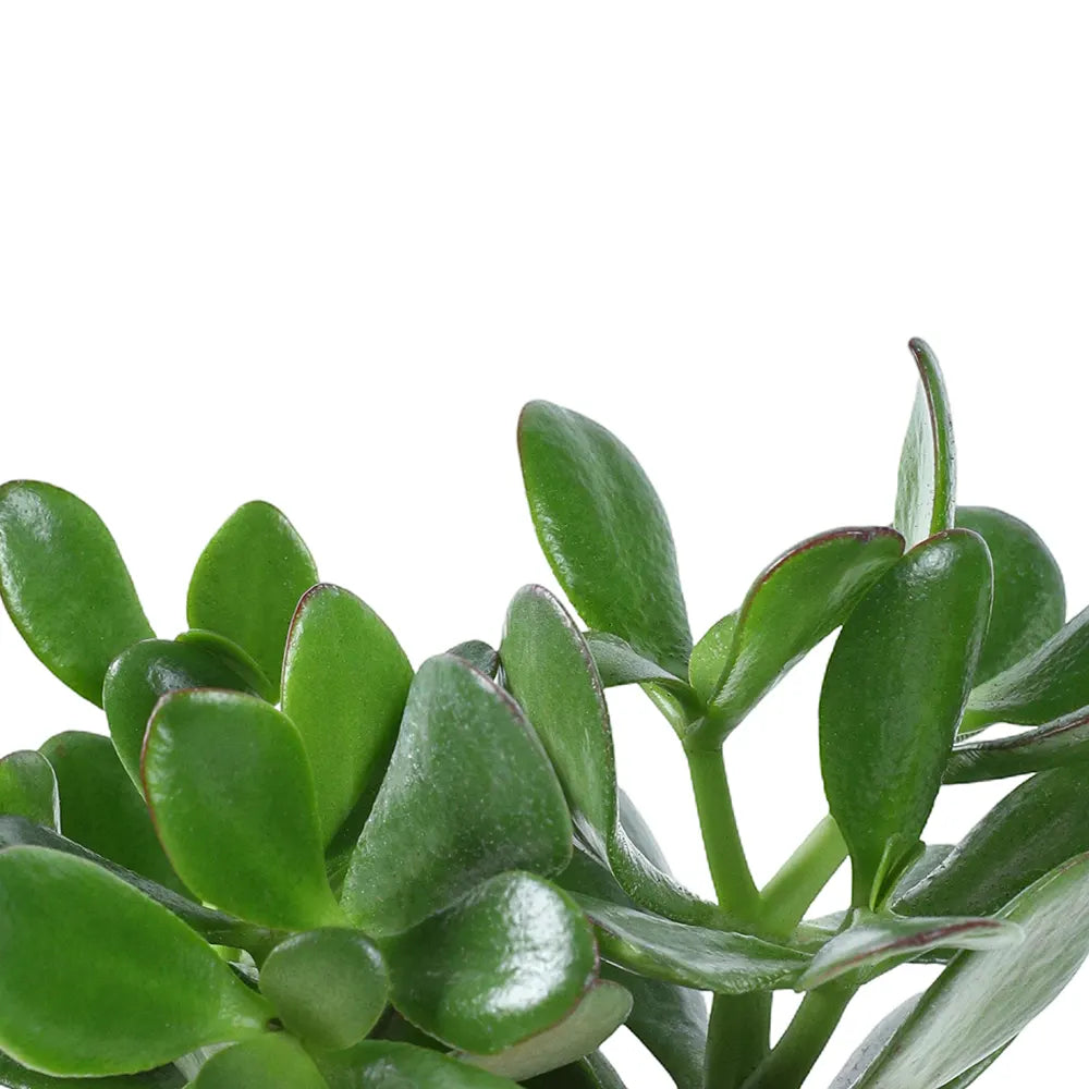 CRASSULA OVATA H25